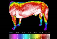 thermal image of a dog