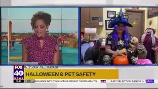 video - halloween safety for pets