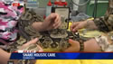 video - Laser Acupuncture for Snakes