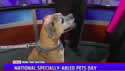 video - National Specially-Abled Pets Day