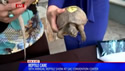 video - Reptile Care